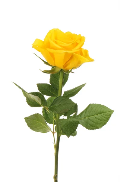 Amarelo Rosa Flor Folhagem Isolada Contra Branco — Fotografia de Stock