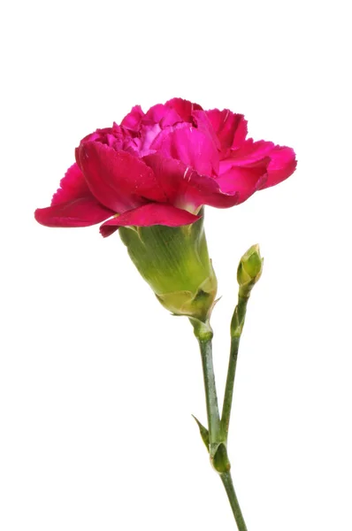 Rode Carnation Bloem Bud Geïsoleerd Tegen Wit — Stockfoto