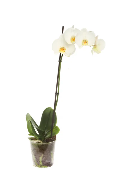 Planta Orquídea Traça Isolada Contra Branco — Fotografia de Stock