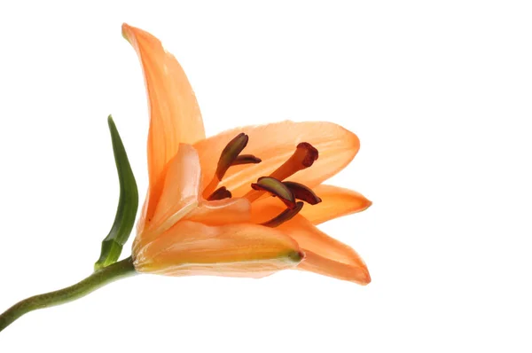 Närbild Öppning Lily Flower Isolerade Mot Vit — Stockfoto