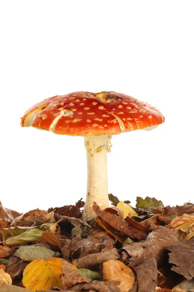 Fly Agaric Mushroom Amanita Muscaria Growing Leaf Litter White Background — Stock Photo, Image