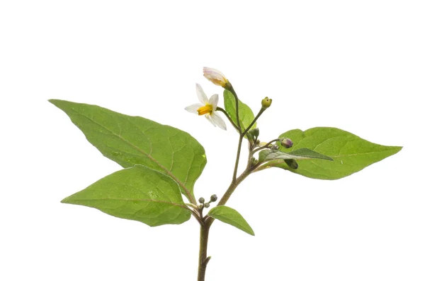 Black Nightshade Solanum Nigrum Flowers Foliage Isolated White — Stock Photo, Image