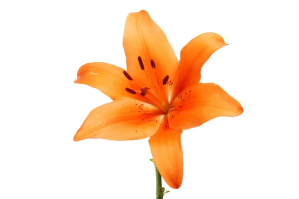 Orange lily flower isolated against white