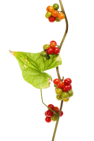 Bindweed Blatt Und Beeren Isoliert Gegen Weiß — Stockfoto