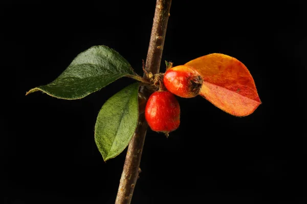 Cotoneaster Leaves Berries Isolated Black — Stock Photo, Image