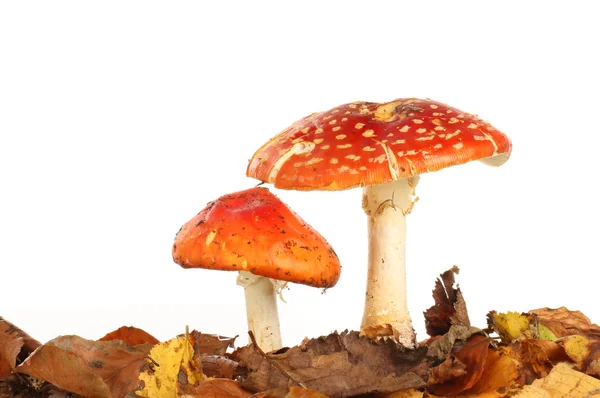 在白色背景下的落叶中生长的两种飞玛状蘑菇 — 图库照片