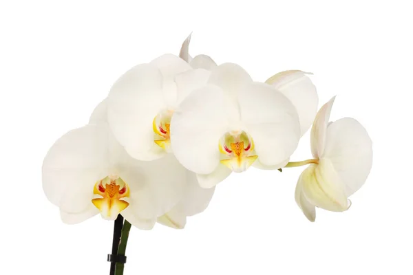 Fiori Bianchi Del Orchid Isolati Contro Bianco — Foto Stock