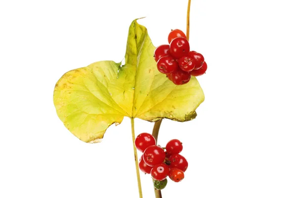 Hoja Bindweed Otoñal Bayas Rojas Maduras Aisladas Contra Blanco — Foto de Stock