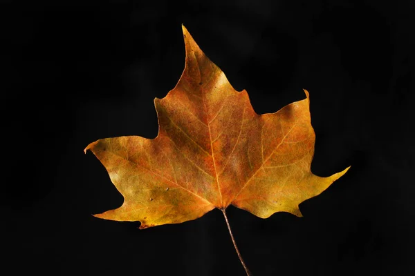 Herbstliches Platanenblatt Isoliert Gegen Schwarz — Stockfoto