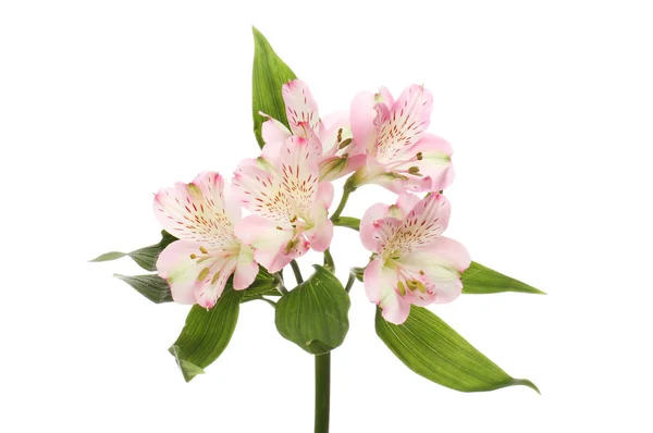 Alstroemeria Púrpura Flores Hojas Aisladas Contra Blanco — Foto de Stock