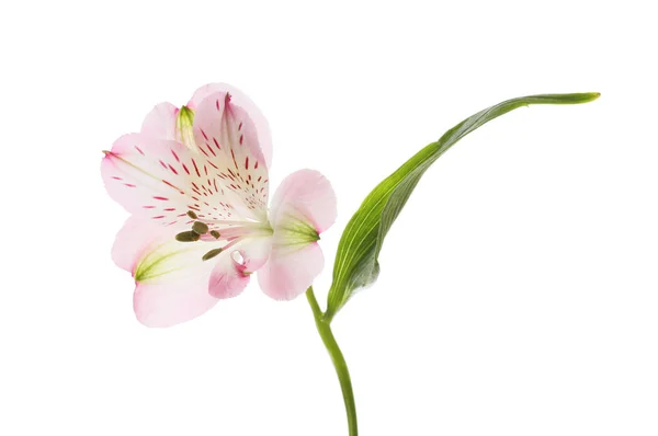 Soluk Mor Alstroemeria Çiçek Yaprak Beyaz Karşı Izole — Stok fotoğraf