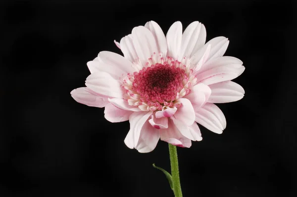 Flor Crisantemo Aislado Contra Negro — Foto de Stock