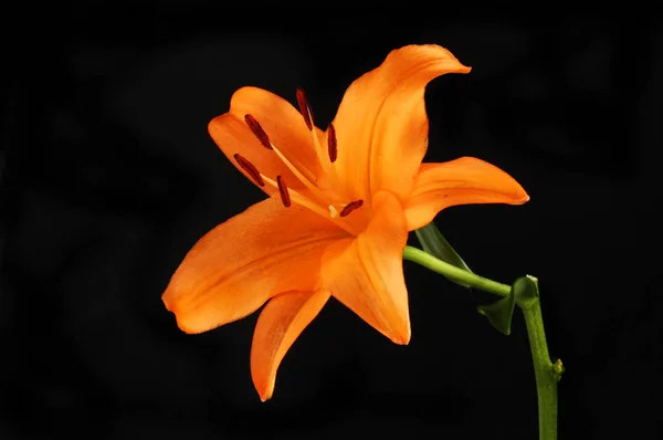 Оранжевая Лилия Изолирована Черного — стоковое фото