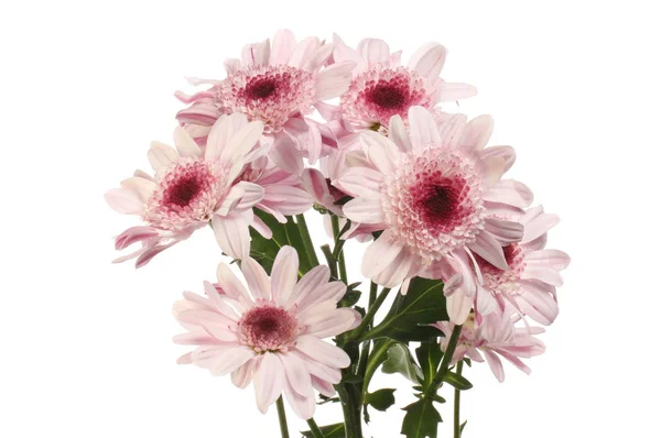 Bunch Chrysanthemum Flowers Isolated White — Stock Photo, Image