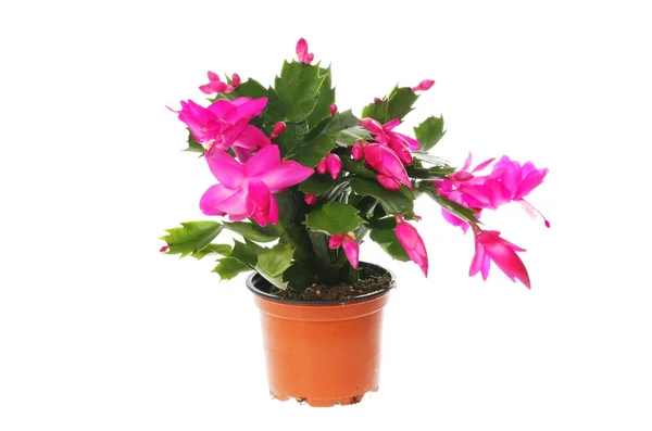 Floraison Cactus Noël Schlumbergera Dans Pot Isolé Contre Blanc — Photo