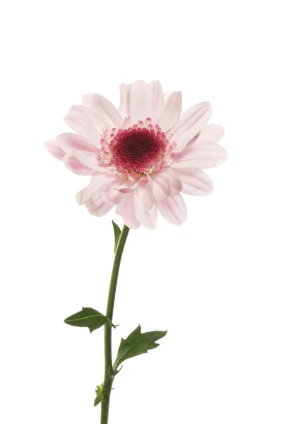 Krizantém Virág Lombozat Elszigetelt Fehér Ellen — Stock Fotó