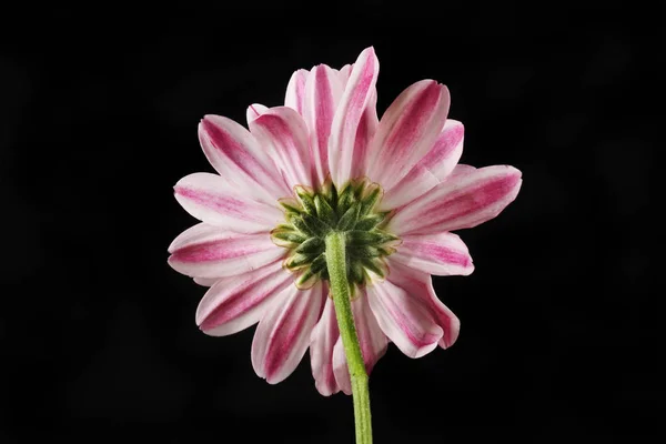 Reverso Una Flor Crisantemo Aislada Contra Negro — Foto de Stock