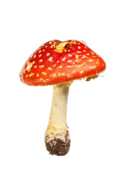 Sinek agaric mantar, sinek mantarı beyaz karşı izole,