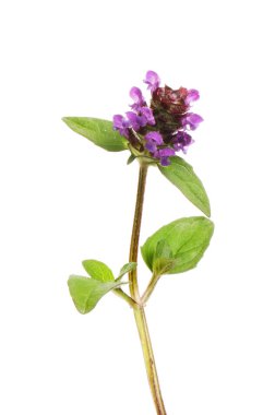 Ortak duyulursa, Prunella vugaris, beyaz karşı izole kır çiçeği