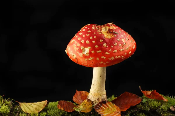 在黑色背景下生长在苔藓和落叶中的飞琼脂蘑菇 — 图库照片