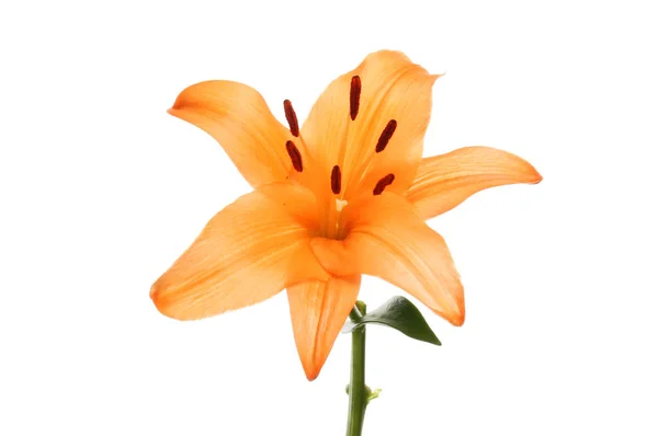 Fleur Lis Orange Isolée Contre Blanc — Photo
