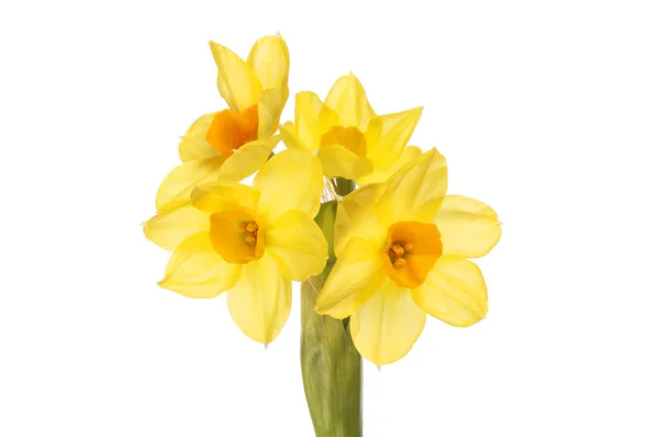 Soleil Narcissus Flowers Isolated White — Stock Photo, Image