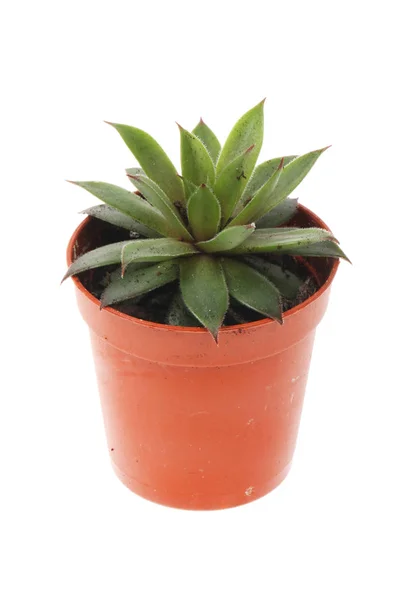 Planta Suculenta Vaso Isolado Contra Branco — Fotografia de Stock