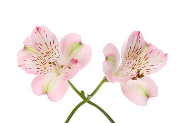 Twee Paarse Alstroemeria Bloemen Geïsoleerd Tegen Wit — Stockfoto