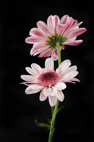 Twee Chrysant Bloemen Geïsoleerd Tegen Zwart — Stockfoto