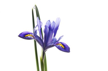 Beyaz karşı izole mavi iris çiçeği