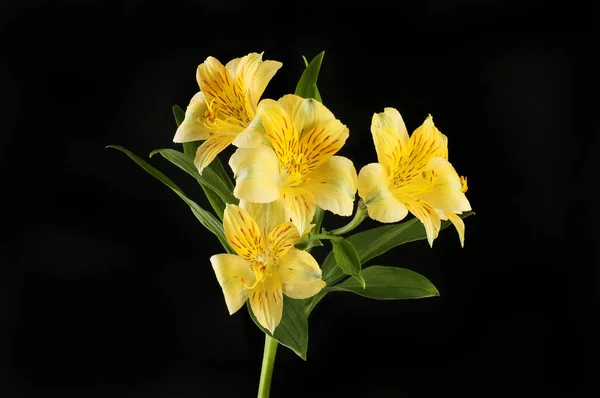 Желтая Альстромерия Цветы Изолированы Против Черного Против Черного — стоковое фото