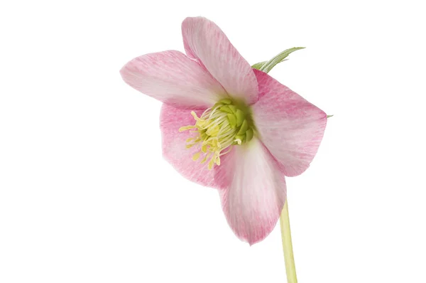 Pastel Roze Helleborus Flower Geïsoleerd Tegen Wit — Stockfoto