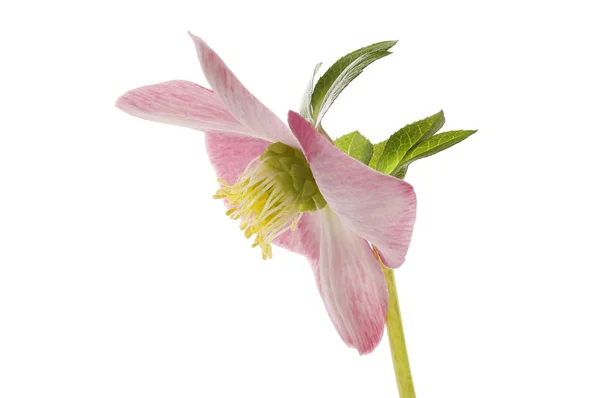 Pastel Pink Hellebore Flower Side View Isolated White — Stock Photo, Image