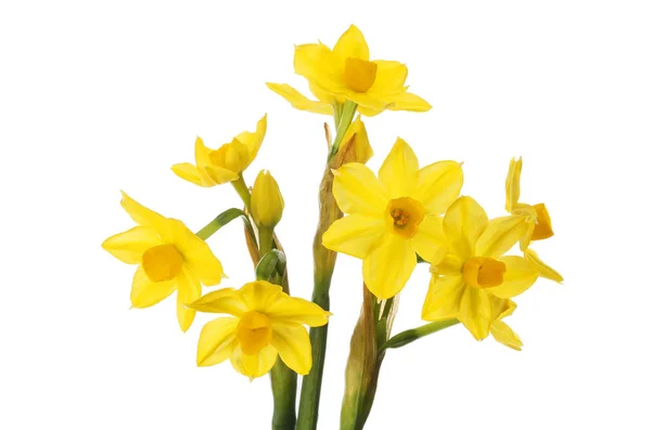 Grand Soleil Narcisser Blommor Isolerade Mot Vit — Stockfoto
