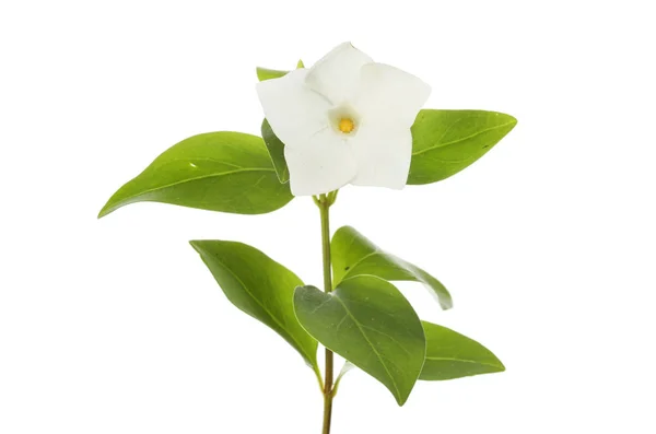 Beyaz Cezayir Menekşesi Çiçek Yeşillik Beyaz Karşı Izole — Stok fotoğraf