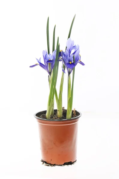 Plantas Íris Reticuladas Vaso Isolado Contra Branco Fotos De Bancos De Imagens Sem Royalties