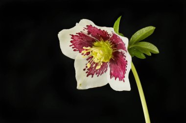 Karaca ot çiçek siyah karşı