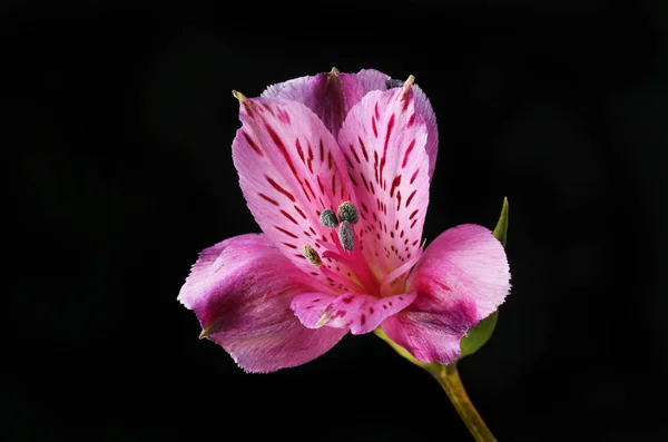 Alstroemeria roxa contra preto — Fotografia de Stock