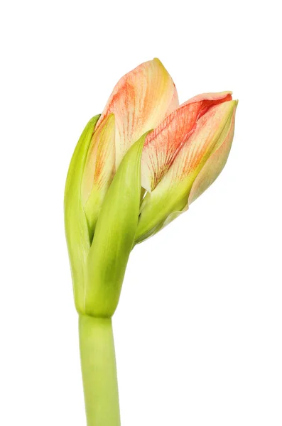 Amaryllis-Blütenknospe — Stockfoto