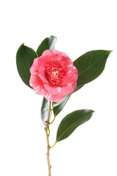 Camellia flower and foliage — Stock Photo, Image