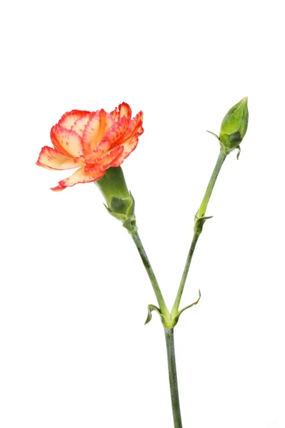Pulverizar flor cravo e broto — Fotografia de Stock