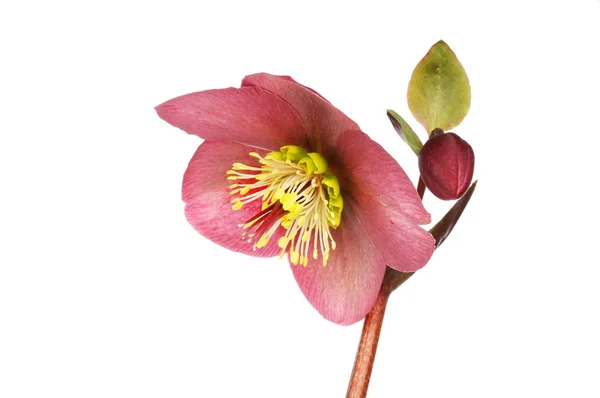 Hellebore rojo oscuro — Foto de Stock