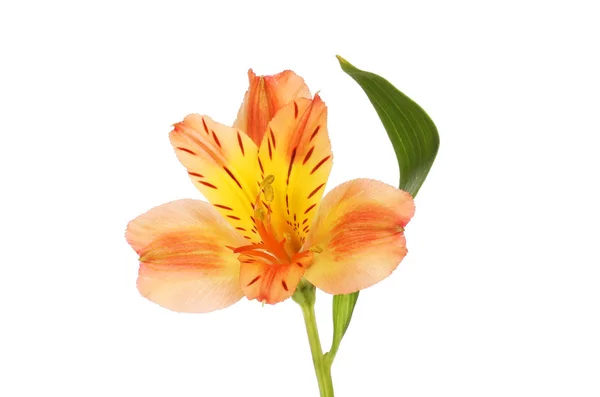 Alstremeria pojedynczy kwiat Obrazy Stockowe bez tantiem