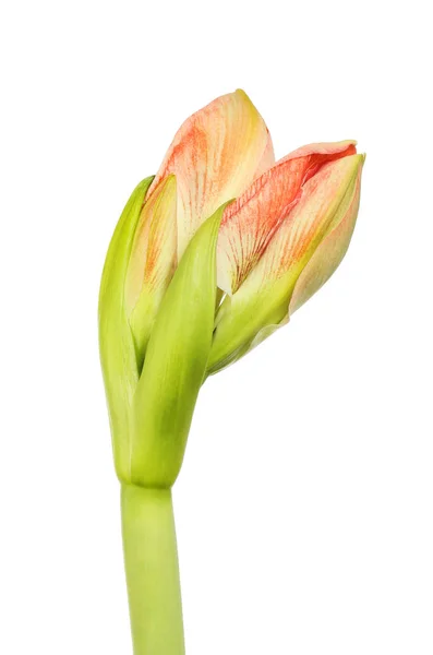 Amaryllis flower bud Stock Photo