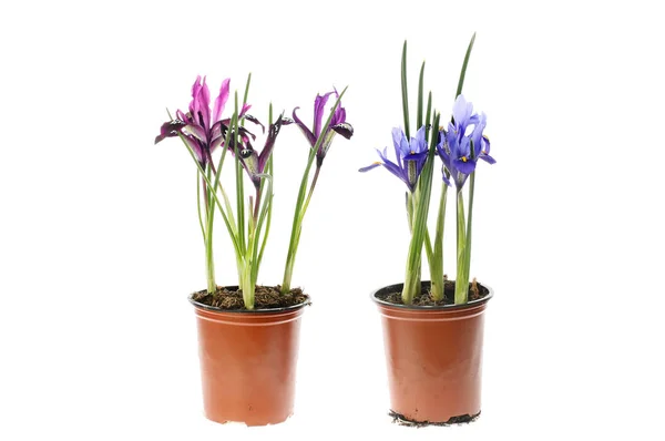 Iris plants in pots — Stock Photo, Image