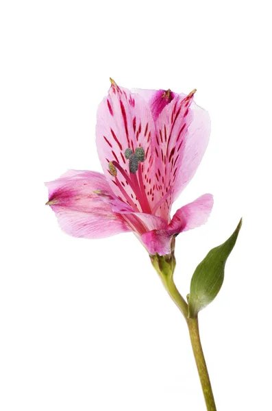 Paarse alstroemeria bloem — Stockfoto