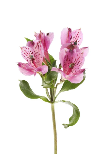 보라색 Alstroemeria 꽃 — 스톡 사진