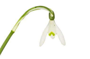 Kardelen çiçek portre