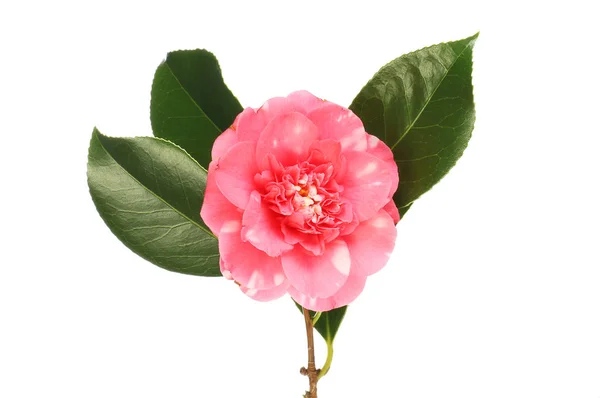 Red and white camellia — Stock Photo, Image