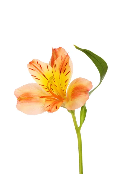Flor de alstroemeria única — Fotografia de Stock